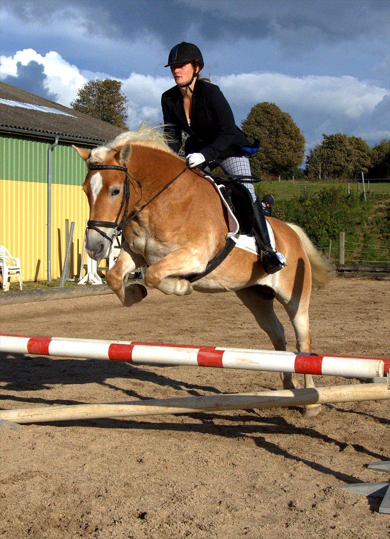 Tyroler Haflinger Honeymoon - Opvarmning til Fynsmesterskabsklassen i Korinth ..  billede 19