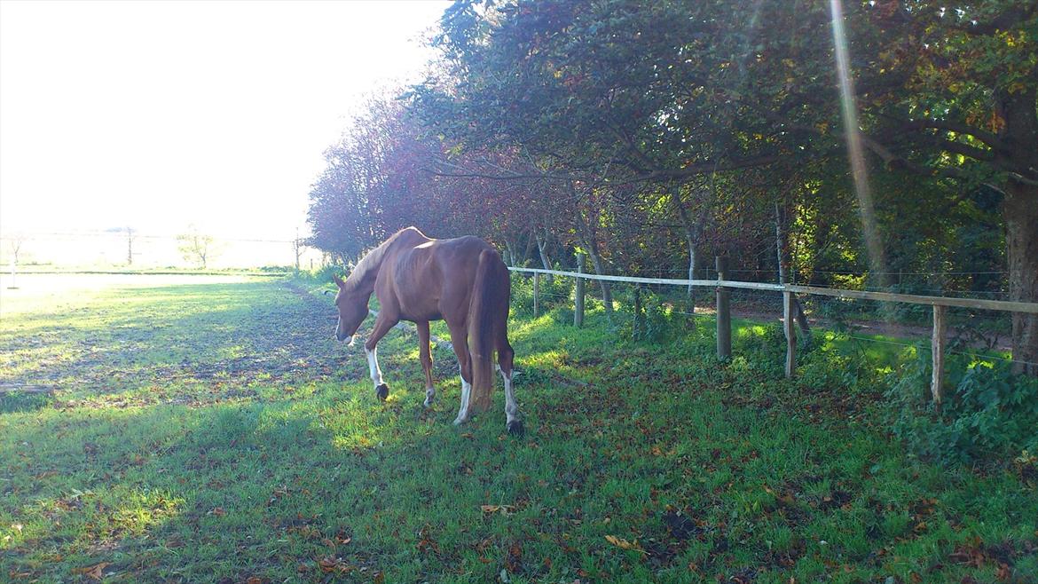 Dansk Varmblod De Gaulle billede 3