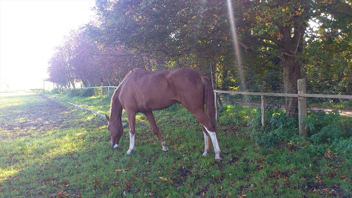 Dansk Varmblod De Gaulle billede 4