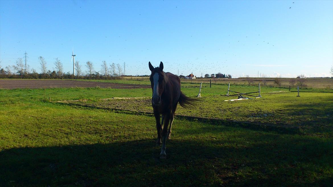 Dansk Varmblod De Gaulle billede 5