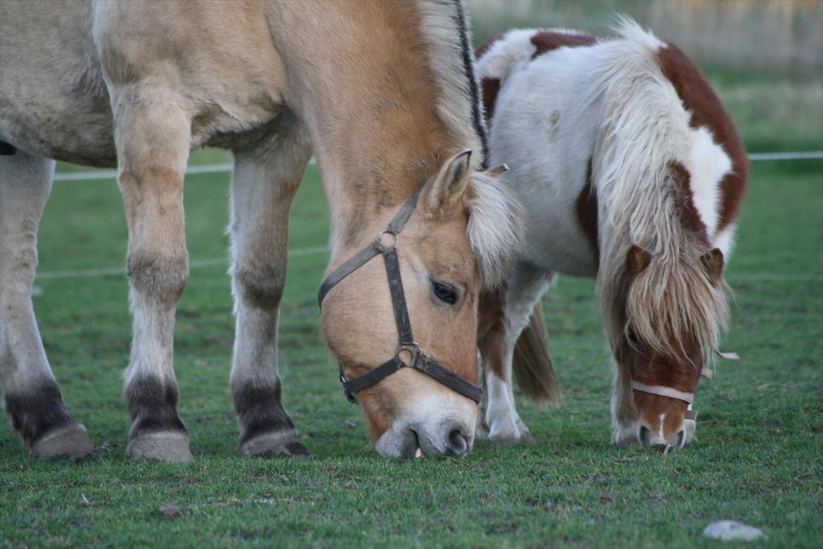 Fjordhest - Fabel Stanstorp - Sammen med kæresten Pocahontas <3. billede 13