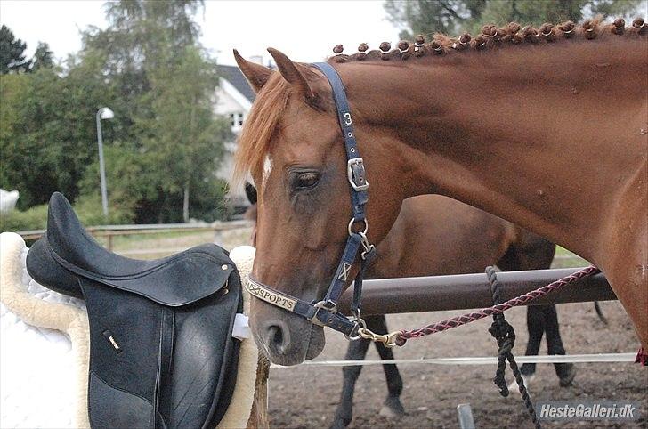 Dansk Varmblod DonnarinaF billede 9