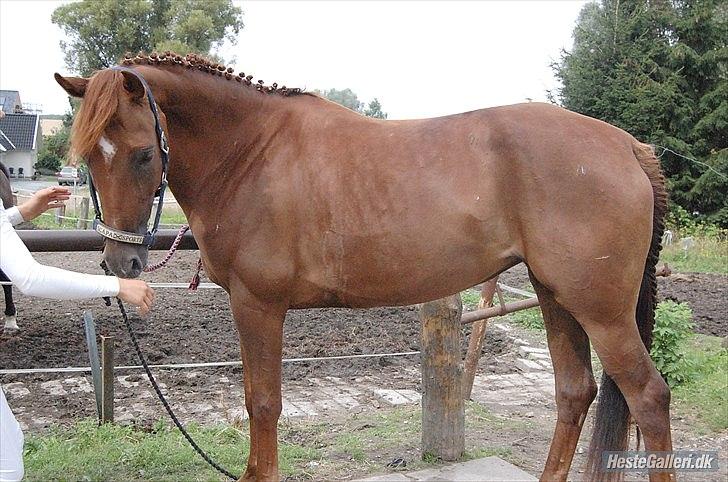 Dansk Varmblod DonnarinaF billede 4