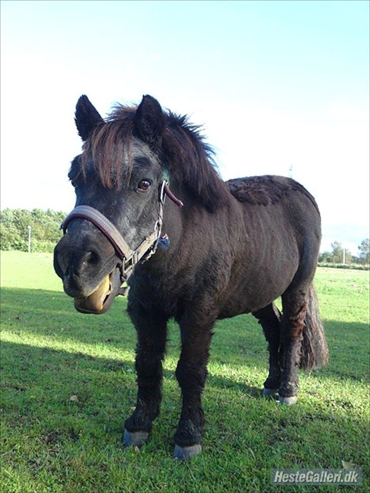 Shetlænder Ravnsagergaards Musse (Mulle) <3 - mulle<3 billede 10