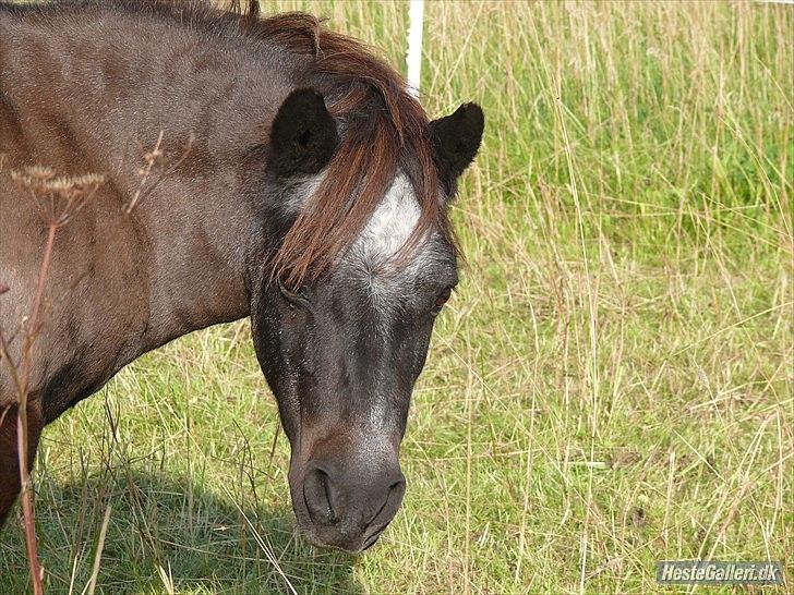 Shetlænder Ravnsagergaards Musse (Mulle) <3 - mulles hoved :D
foto: Sille med Helena's Kamera. billede 6
