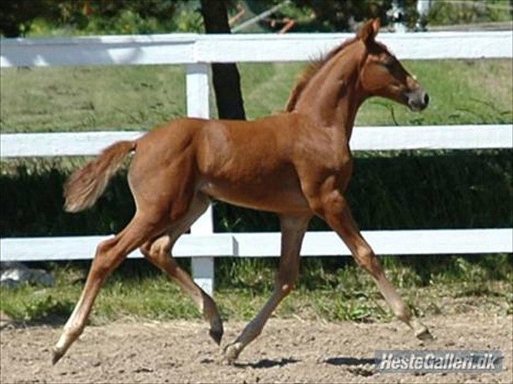 Dansk Varmblod DonnarinaF billede 14