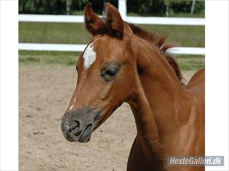 Dansk Varmblod DonnarinaF billede 5