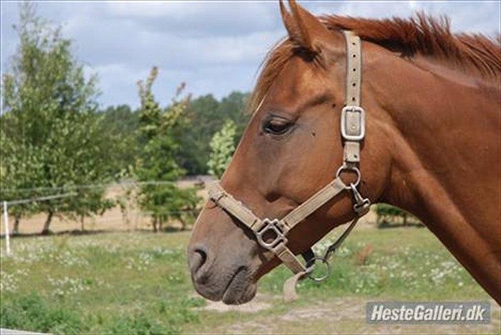 Dansk Varmblod DonnarinaF billede 7