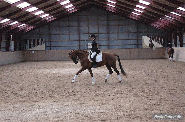 Dansk Varmblod DonnarinaF billede 6