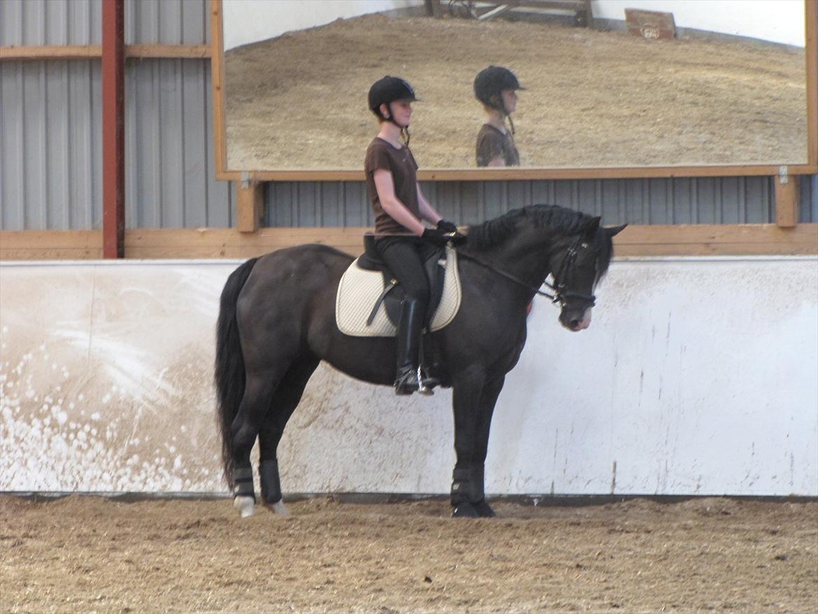 Welsh Pony (sec B) Pinoir - Sikke en smuk hals =) billede 20