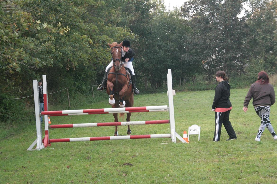 Anden særlig race Irish Girl ~ Grisen billede 11