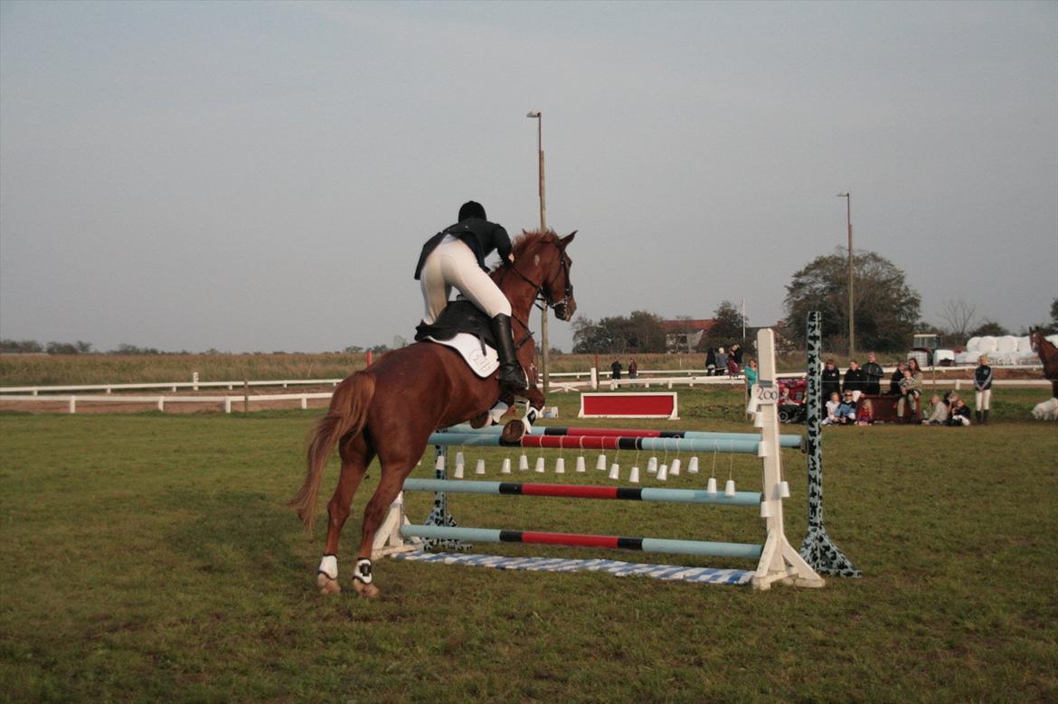 Anden særlig race Irish Girl ~ Grisen - LC - TYL billede 12