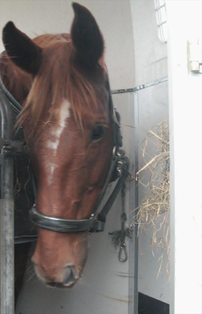 Anden særlig race Irish Girl ~ Grisen billede 14