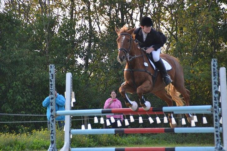 Anden særlig race Irish Girl ~ Grisen - LC jokerspring - TYL billede 15