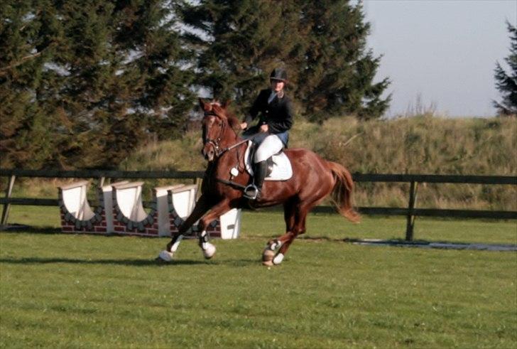 Anden særlig race Irish Girl ~ Grisen billede 16