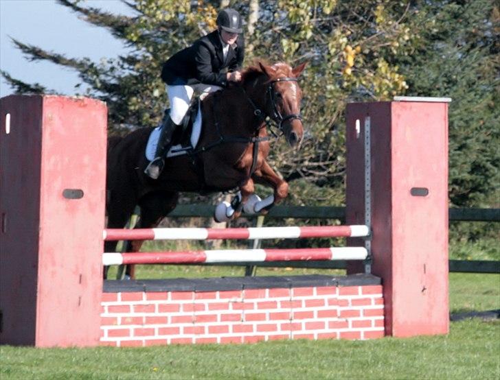 Anden særlig race Irish Girl ~ Grisen - LC - NRC billede 17