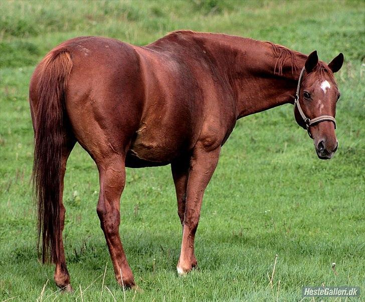 Dansk Varmblod REGITZE - Regitze på folden (foto: Minna) billede 13