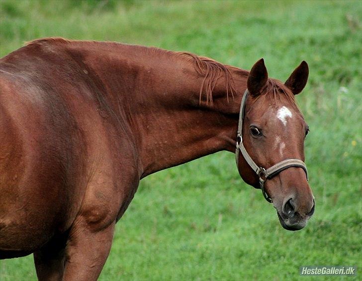 Dansk Varmblod REGITZE billede 3