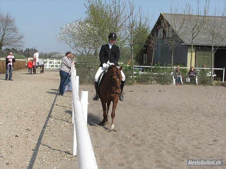 Arabisk fuldblod (OX) Ronja billede 15