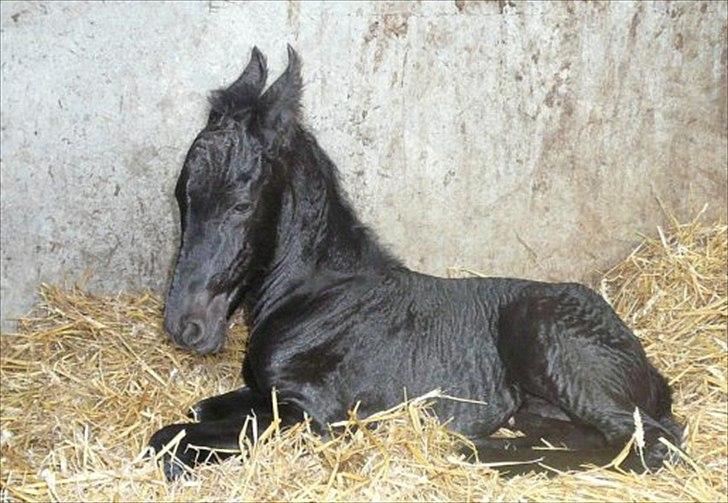 Frieser Eeke Van De Stoerstrang - BABY-Eeke.... Hun er bare for NUTTET...!!!!! billede 16