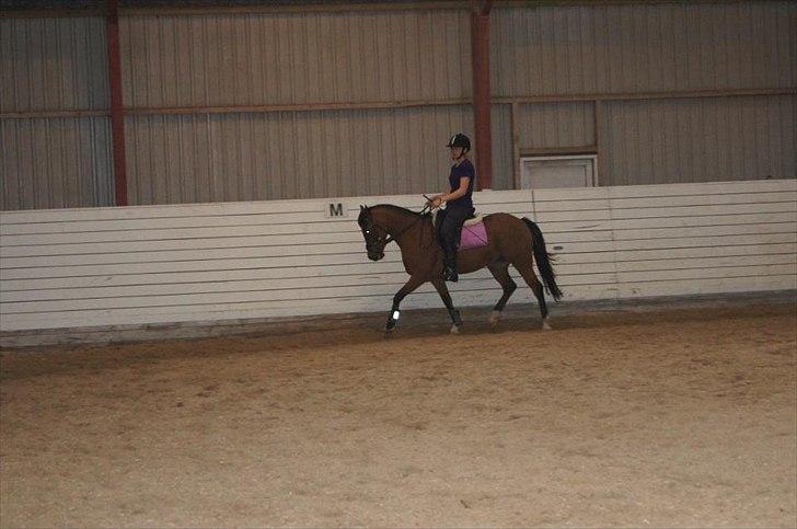 Anden særlig race Frk. Smilla - Lidt dressur i ridehuset.  billede 12