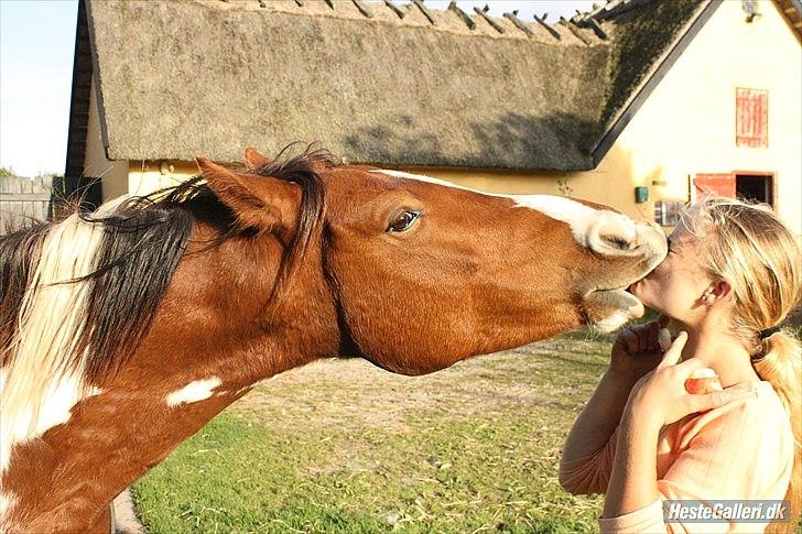 Welsh Partbred (Sec F) Blanding Alasho |My One| )´: - 3)"Hellere kort tid med den rette end lang tid med den forkerte." Hva så hvis du var min eneste ene? Og jeg hellere vil have dig hele livet? )´: <3 billede 4