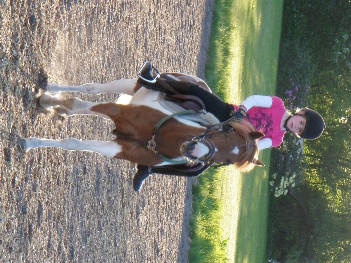 Pinto Lerke-lill SOLGT billede 15