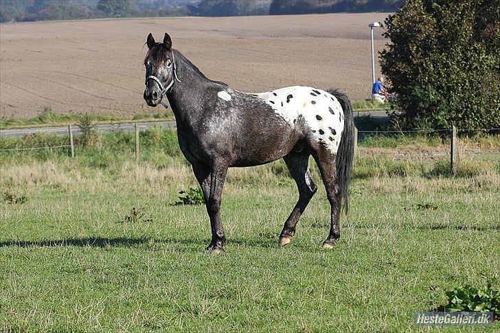 Anden særlig race Show-time - tidl. pony billede 19