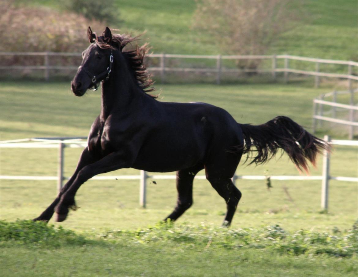 Frieser The Pretty Princess - Velkommen til prinsessens profil! billede 1