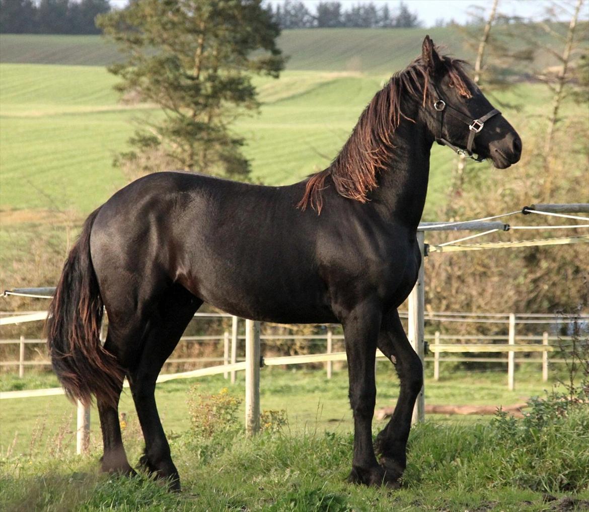 Frieser The Pretty Princess billede 2