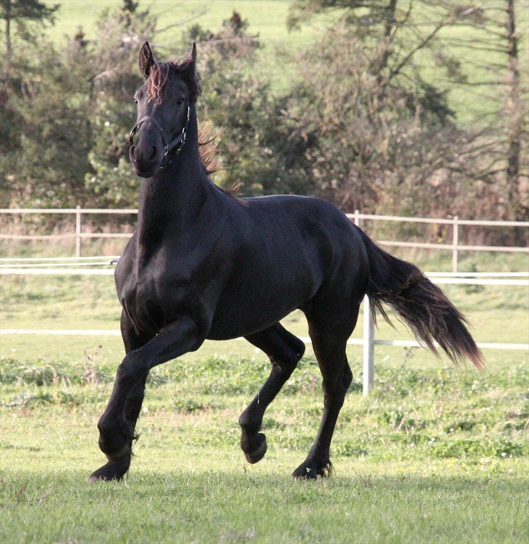 Frieser The Pretty Princess billede 3