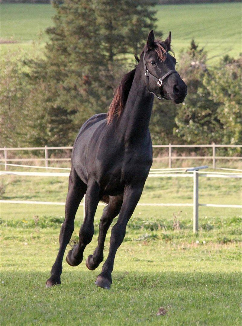 Frieser The Pretty Princess billede 4