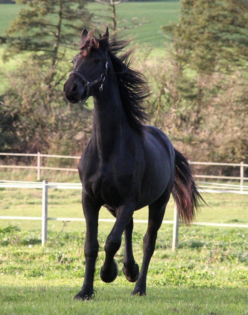 Frieser The Pretty Princess billede 5