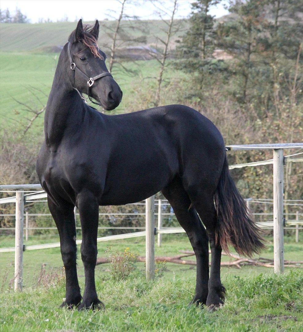 Frieser The Pretty Princess billede 6