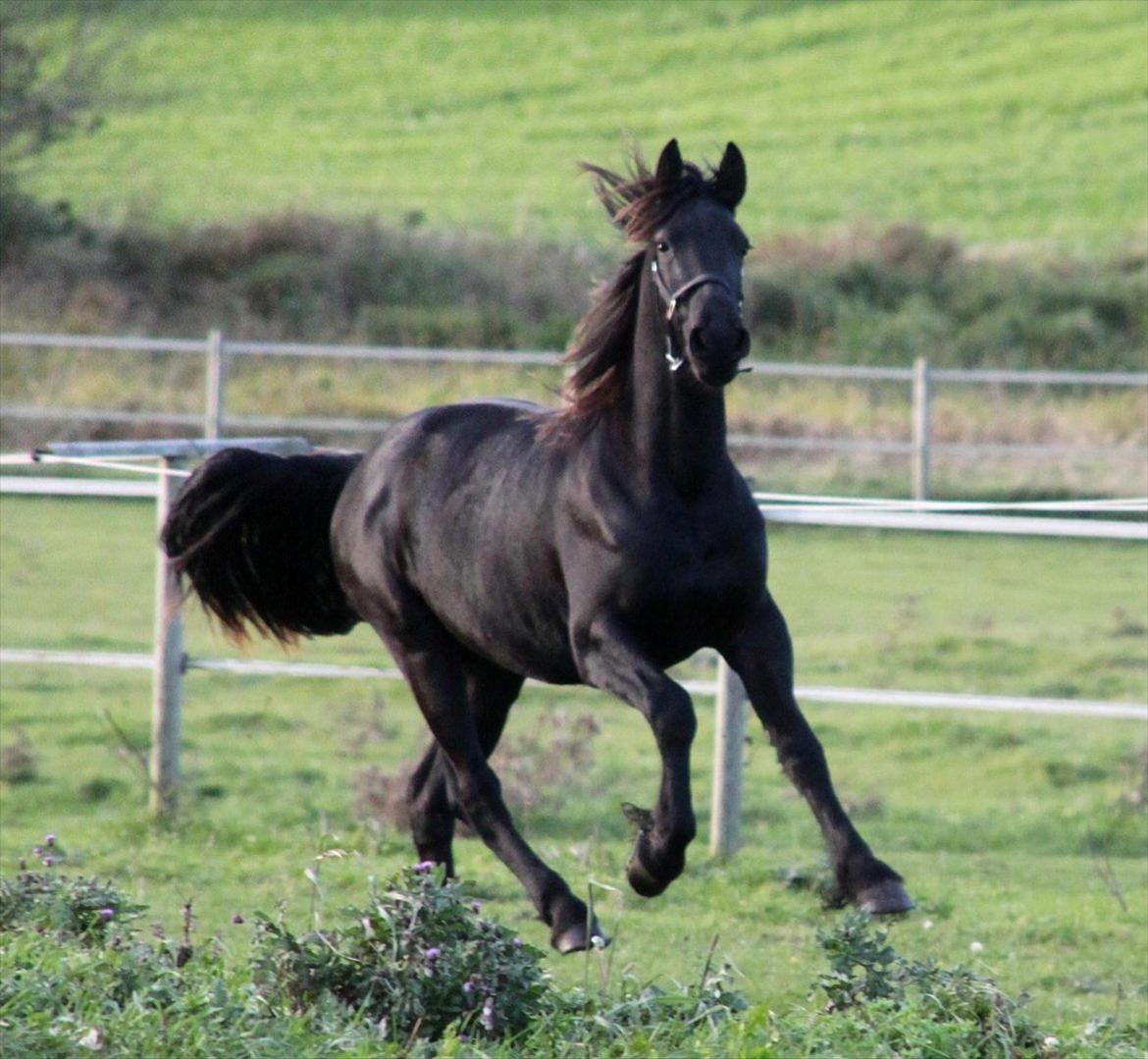 Frieser The Pretty Princess billede 8