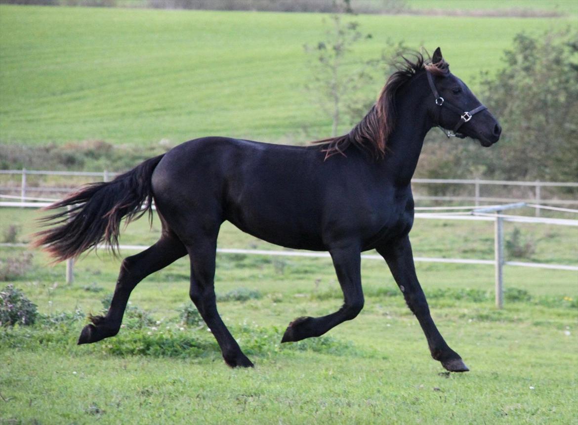 Frieser The Pretty Princess billede 9