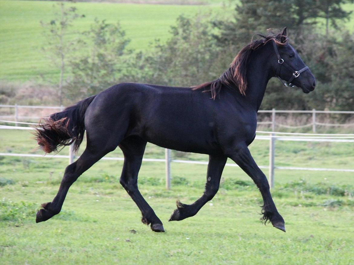 Frieser The Pretty Princess billede 10