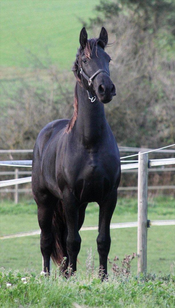 Frieser The Pretty Princess billede 11