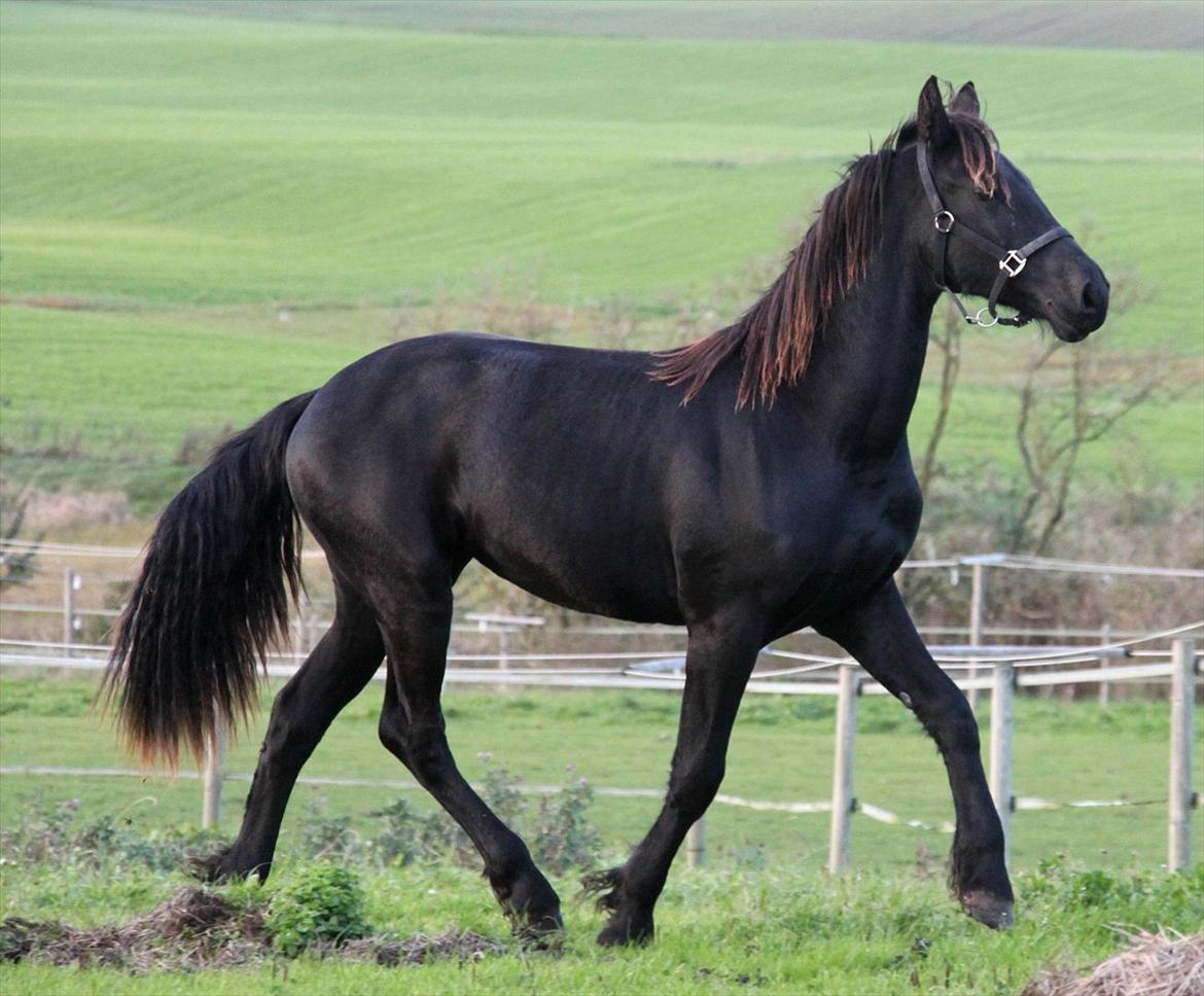 Frieser The Pretty Princess billede 12