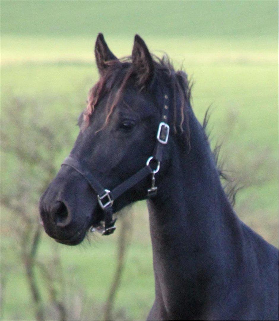 Frieser The Pretty Princess billede 13