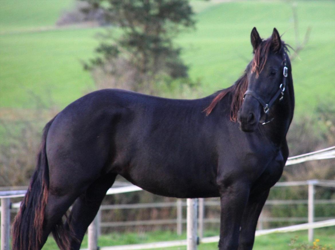 Frieser The Pretty Princess billede 14