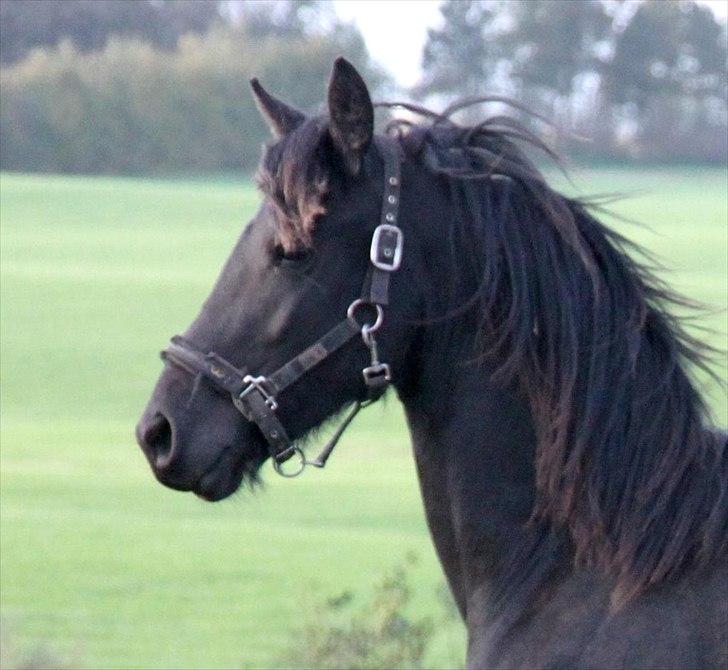 Frieser Sari The Black Baroness billede 3