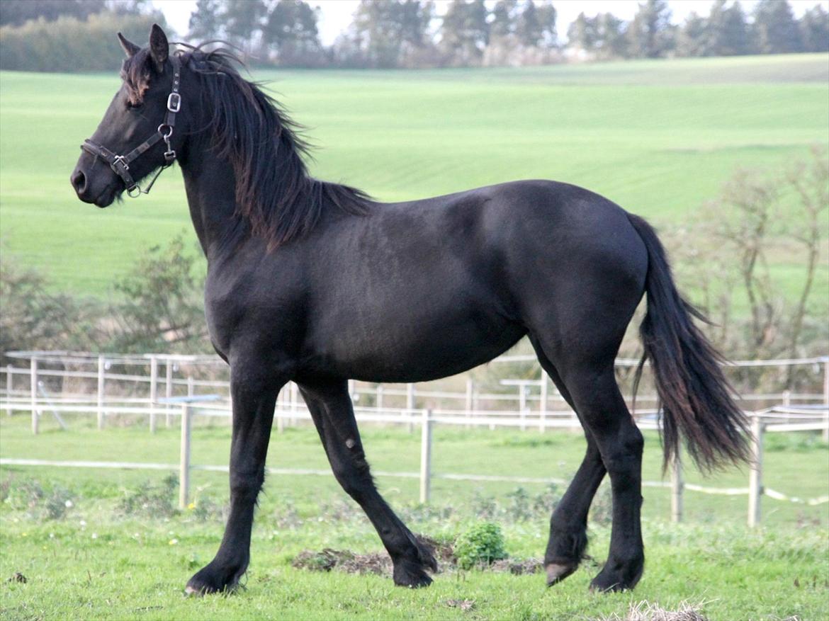 Frieser Sari The Black Baroness billede 4