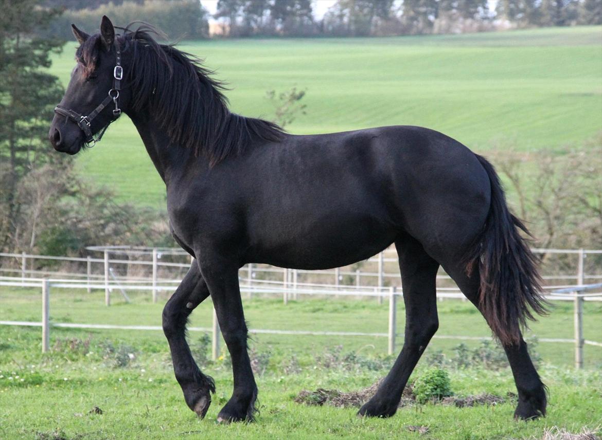 Frieser Sari The Black Baroness billede 5