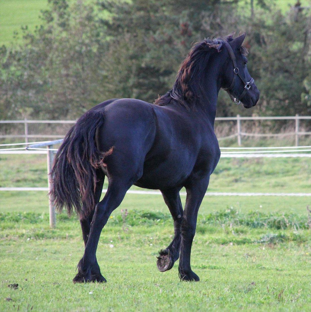 Frieser Sari The Black Baroness billede 6