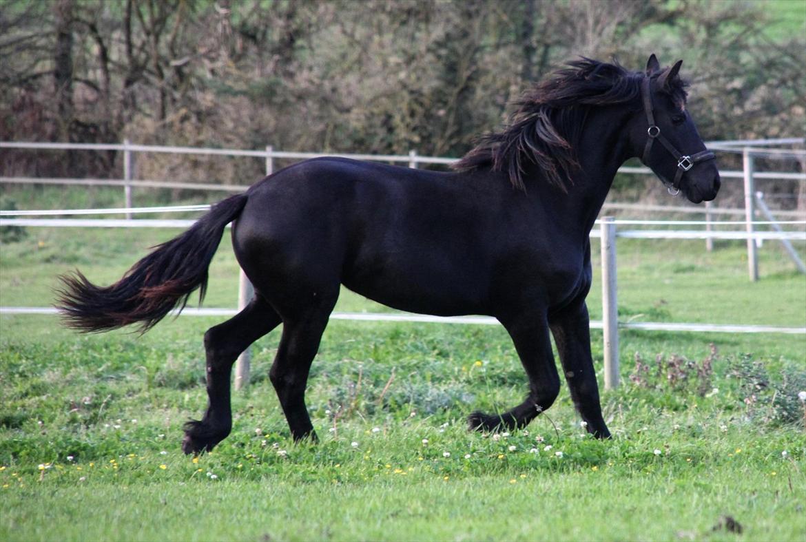 Frieser Sari The Black Baroness billede 7