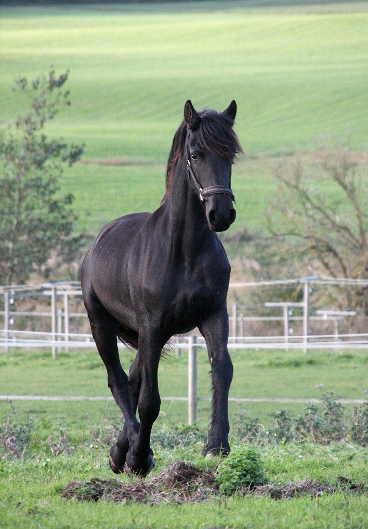 Frieser Sari The Black Baroness billede 8