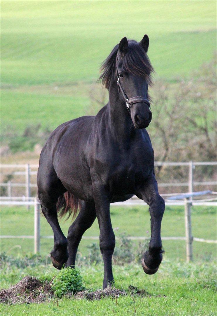 Frieser Sari The Black Baroness billede 9