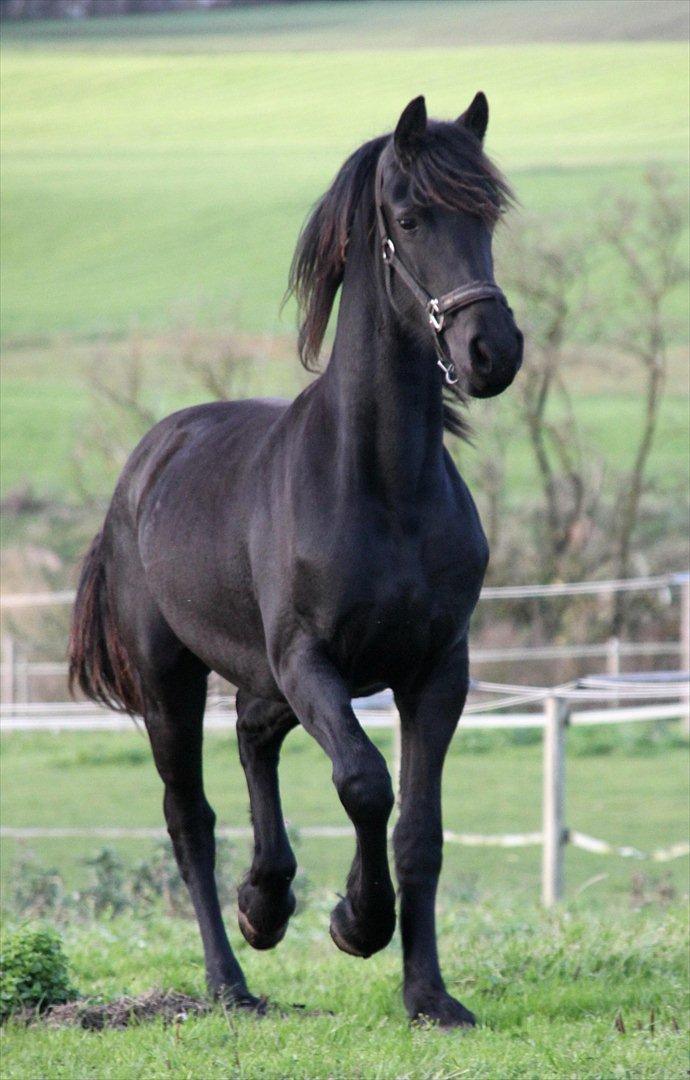 Frieser Sari The Black Baroness billede 10