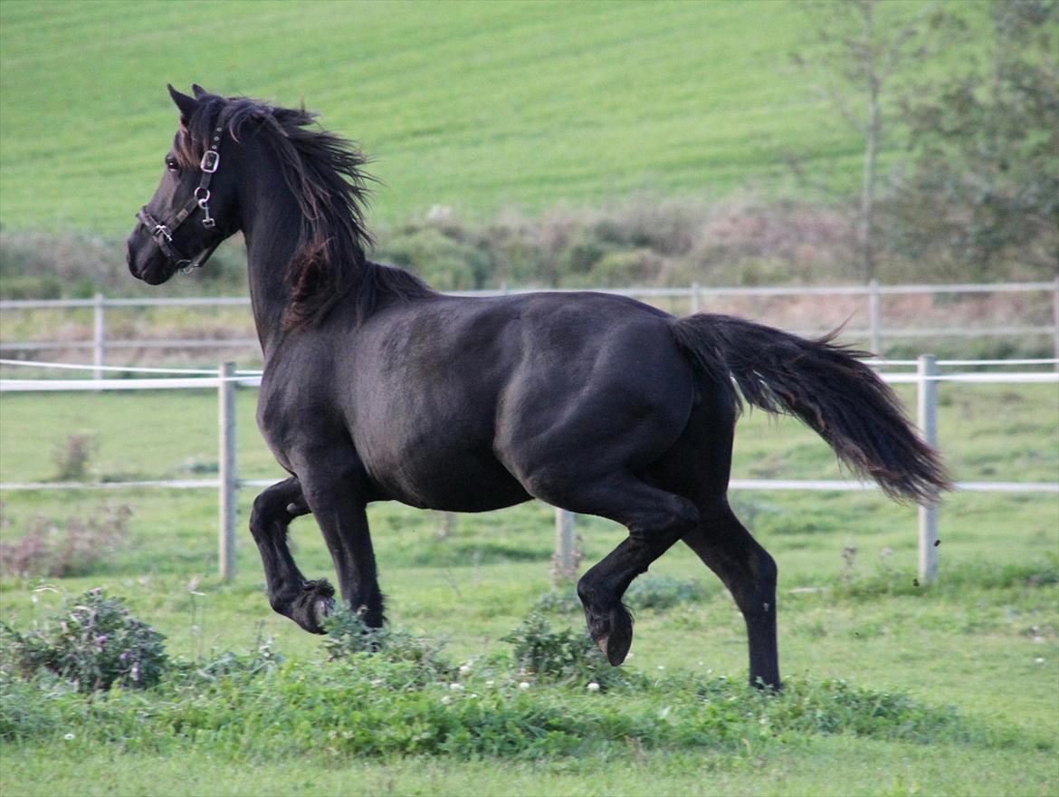 Frieser Sari The Black Baroness billede 11